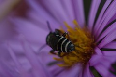 Triepeolus eliseae