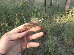 Sorghastrum elliottii