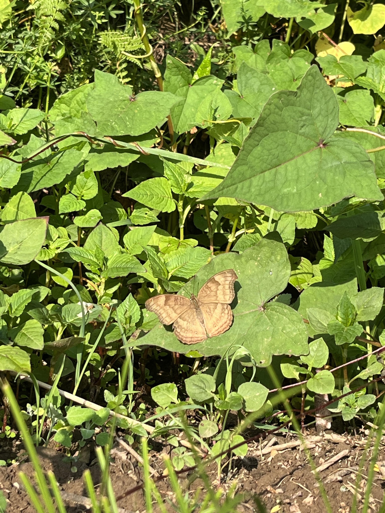 Chocolate Pansy
