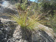 Carex longissima