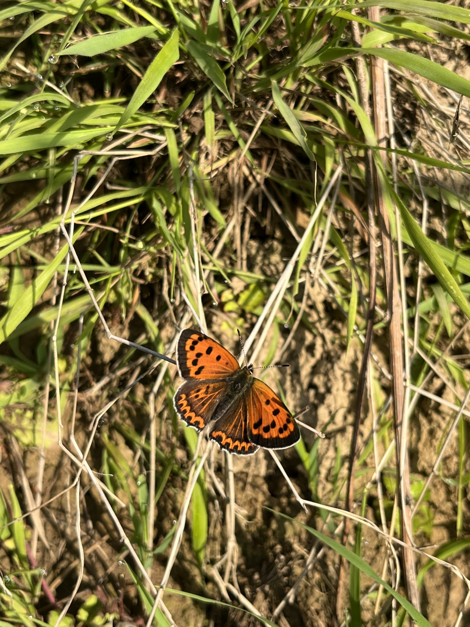 White-Bordered Copper