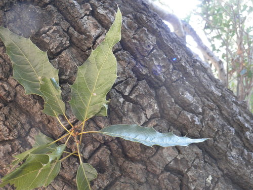 Cusi Oak
