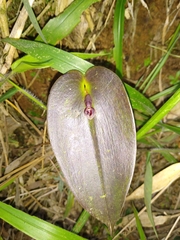 Pleurothallis cordata