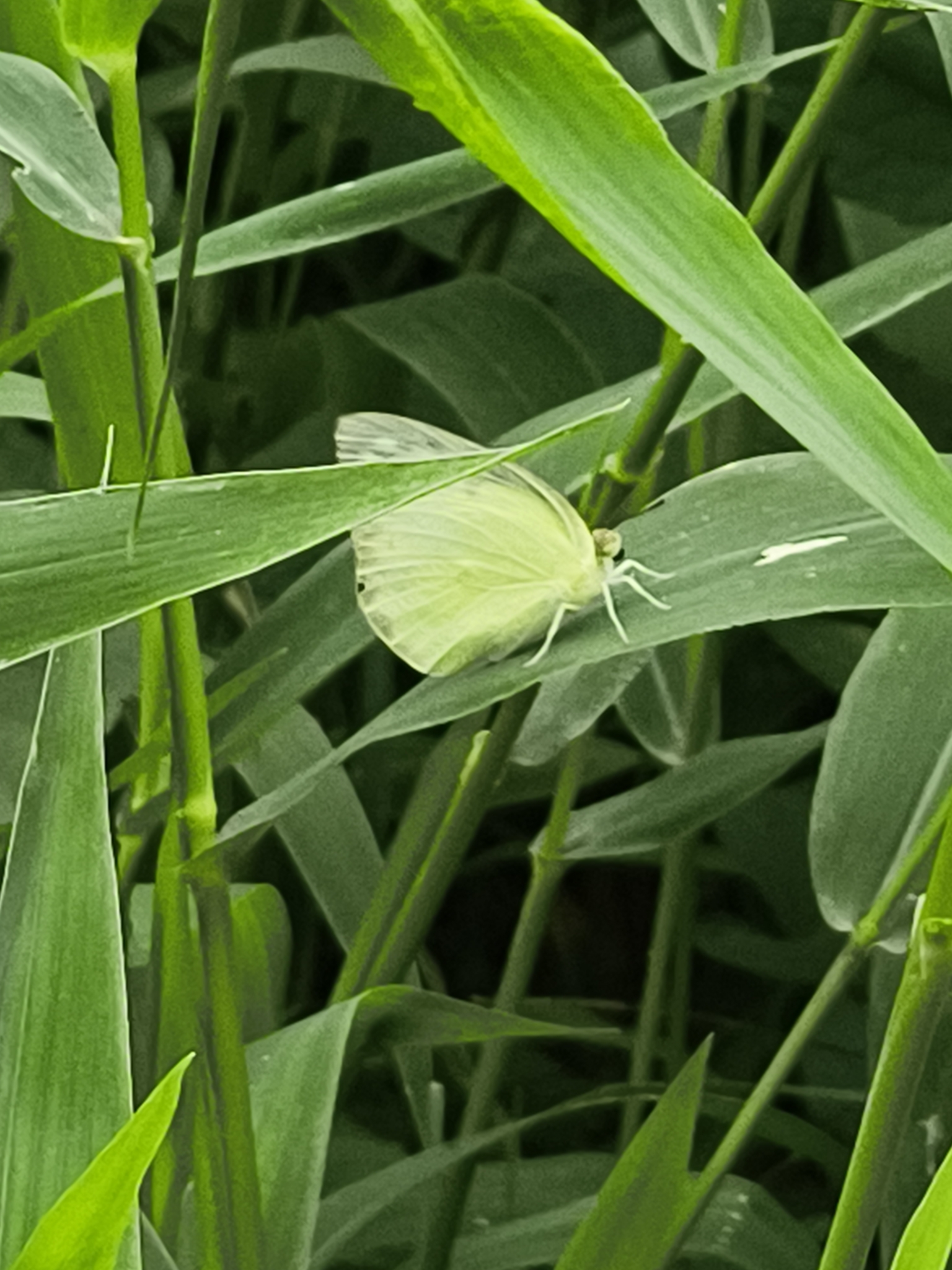 Lemon Emigrant
