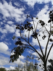 Cedrela angustifolia