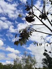 Cedrela angustifolia