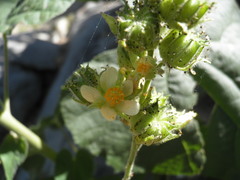 Abutilon xanti