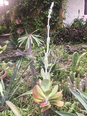 Kalanchoe luciae