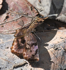 Achlyodes