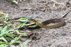Dendrophidion clarkii