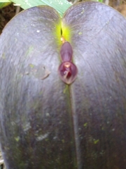Pleurothallis cordata