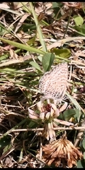 Leptotes andicola