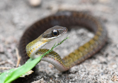 Dendrophidion clarkii