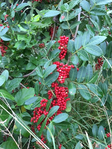 Schinus terebinthifolia