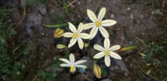 Triteleia ixioides scabra