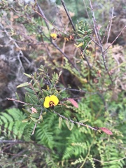 Bossiaea cinerea