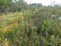 Saccharum brevibarbe