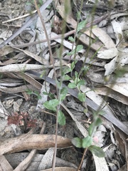 Wahlenbergia gracilenta