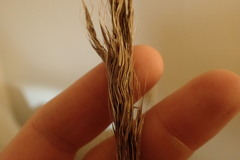 Saccharum brevibarbe