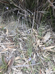 Wahlenbergia gracilenta