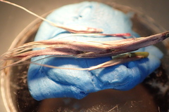 Saccharum brevibarbe