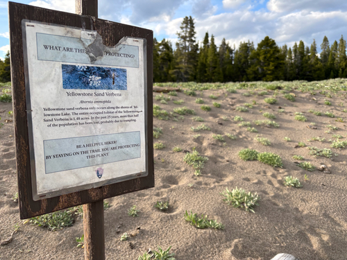 Wyoming sand verbena (Abronia ammophila)