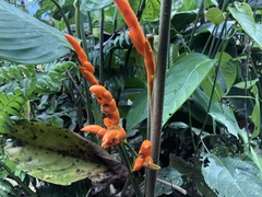 Stromanthe stromanthoides