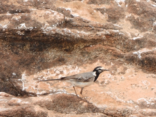White Wagtail