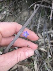 Wahlenbergia gracilenta