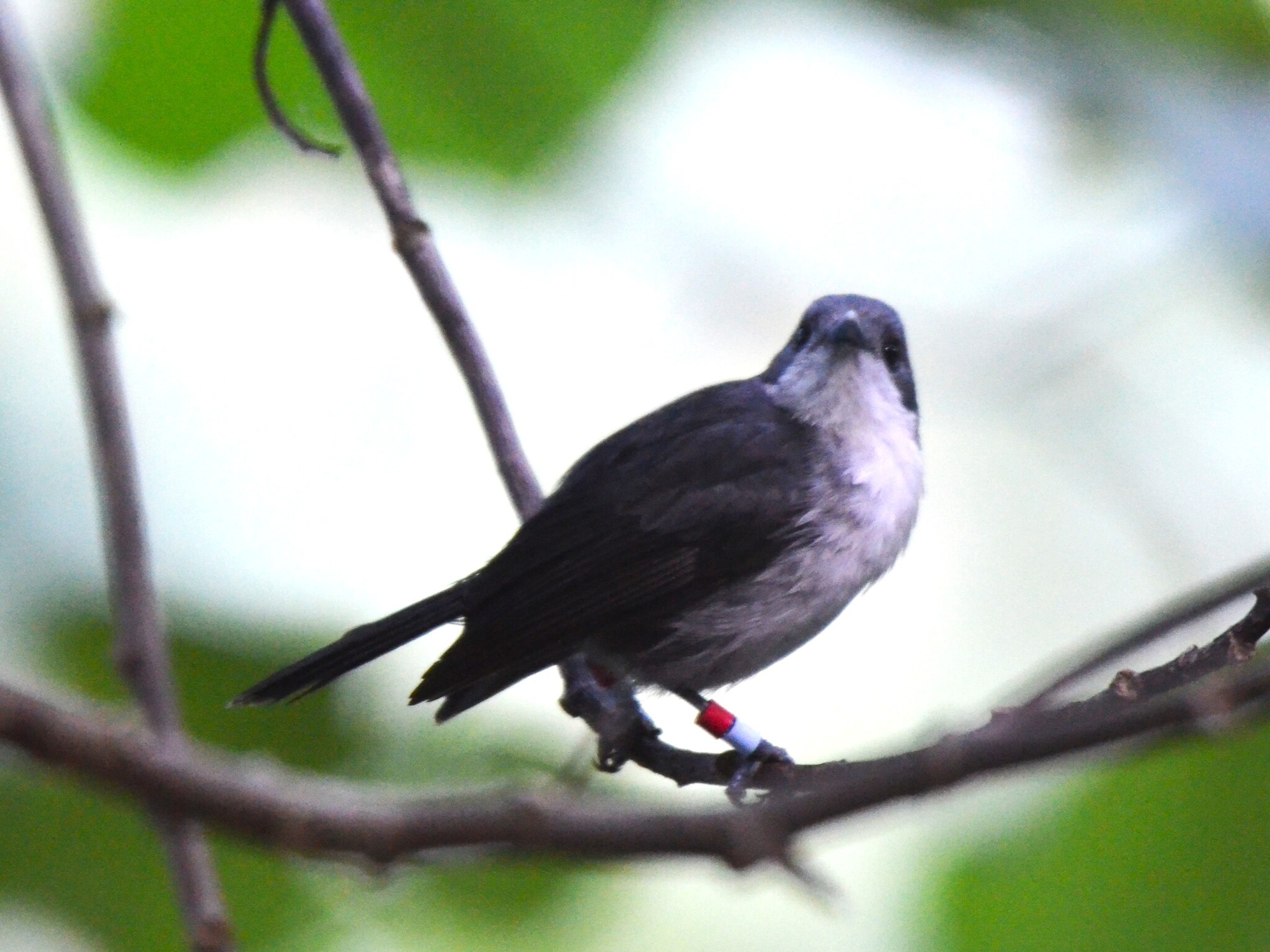 Rarotonga Monarch (Pomarea dimidiata), photo 5