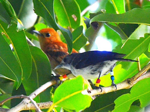 Rarotonga Monarch (Pomarea dimidiata), photo 9