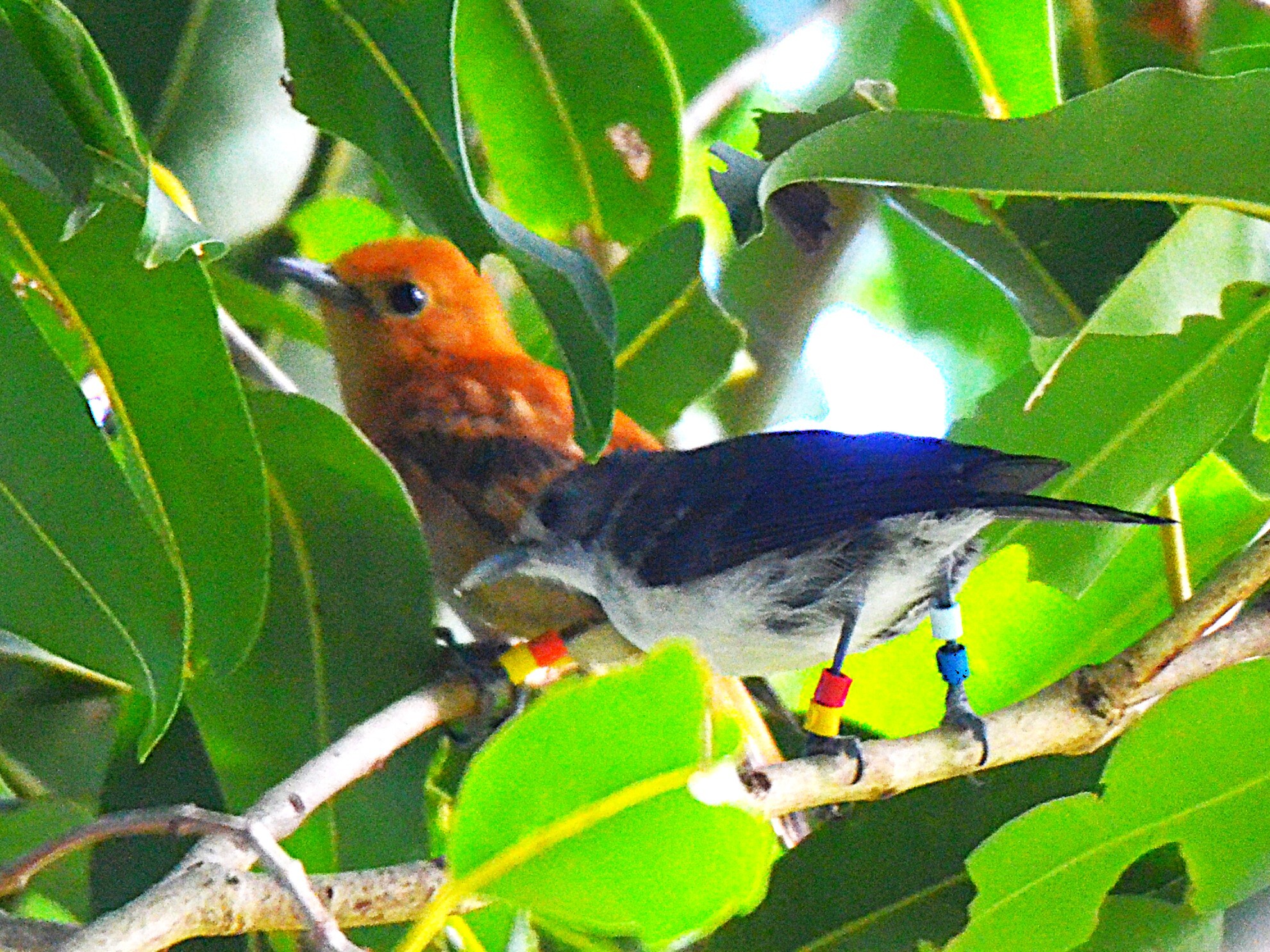 Rarotonga Monarch (Pomarea dimidiata), photo 6