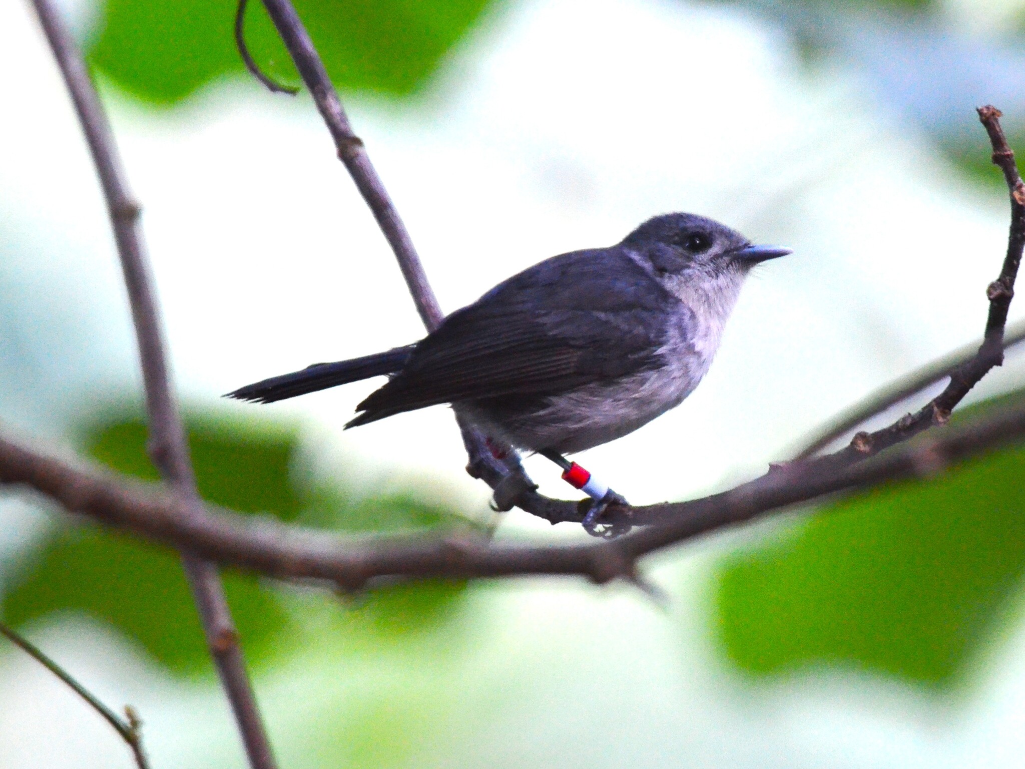 Rarotonga Monarch (Pomarea dimidiata), photo 4