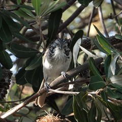Plectorhyncha lanceolata