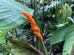 Stromanthe stromanthoides