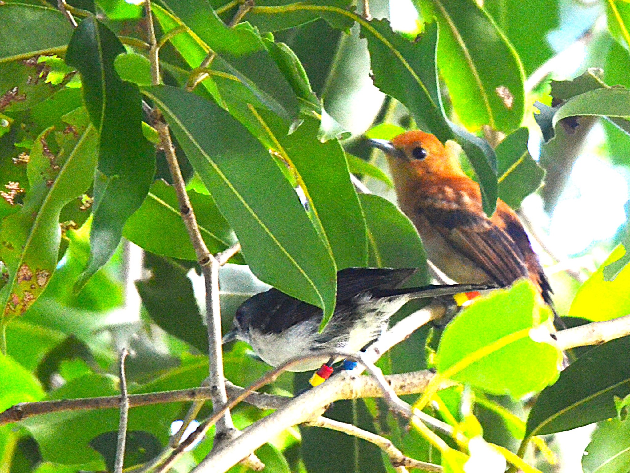 Rarotonga Monarch (Pomarea dimidiata), photo 7