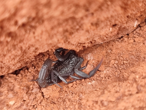Hottentotta gentili