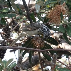 Plectorhyncha lanceolata