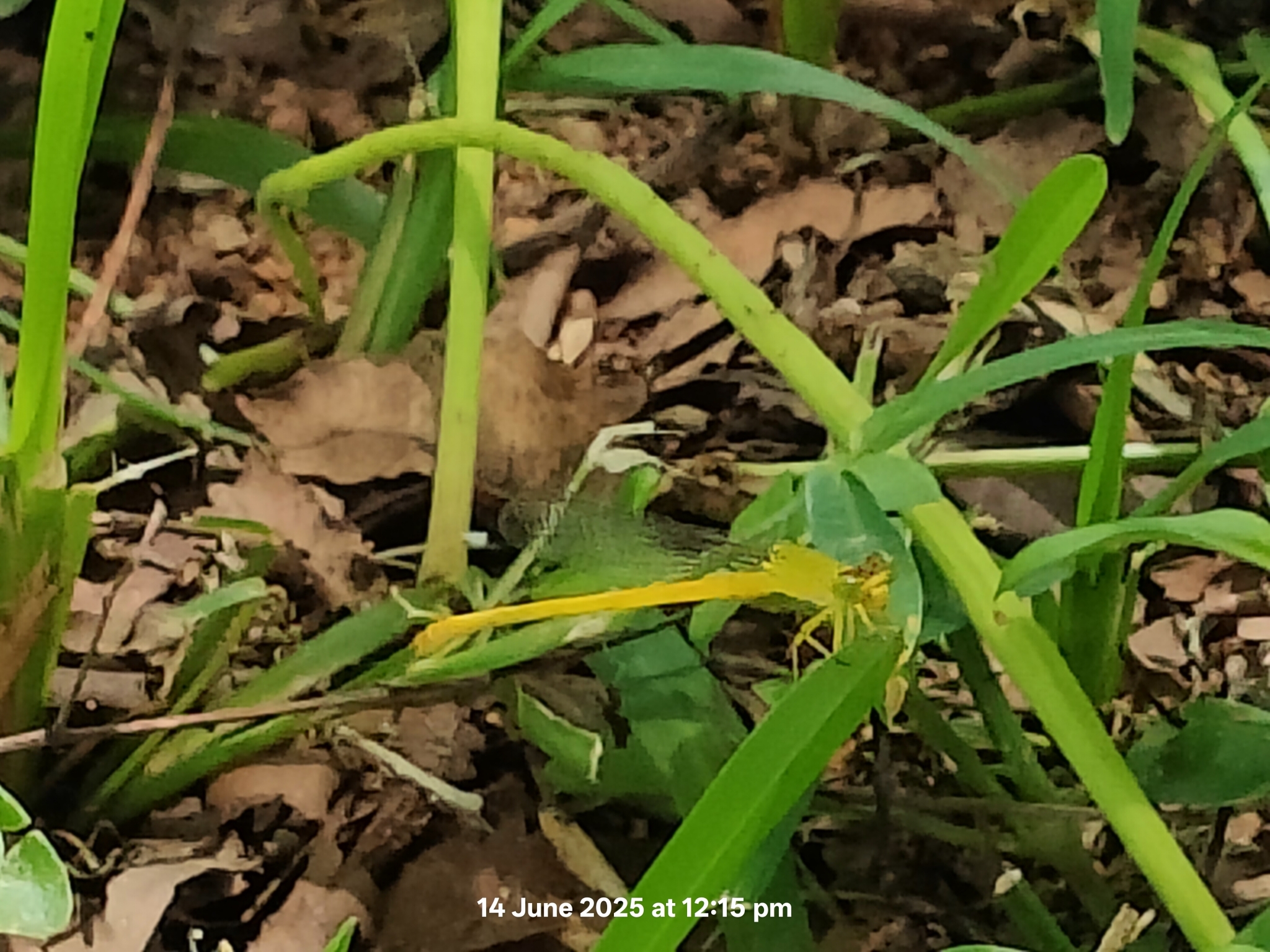 Coromandel Marsh Dart