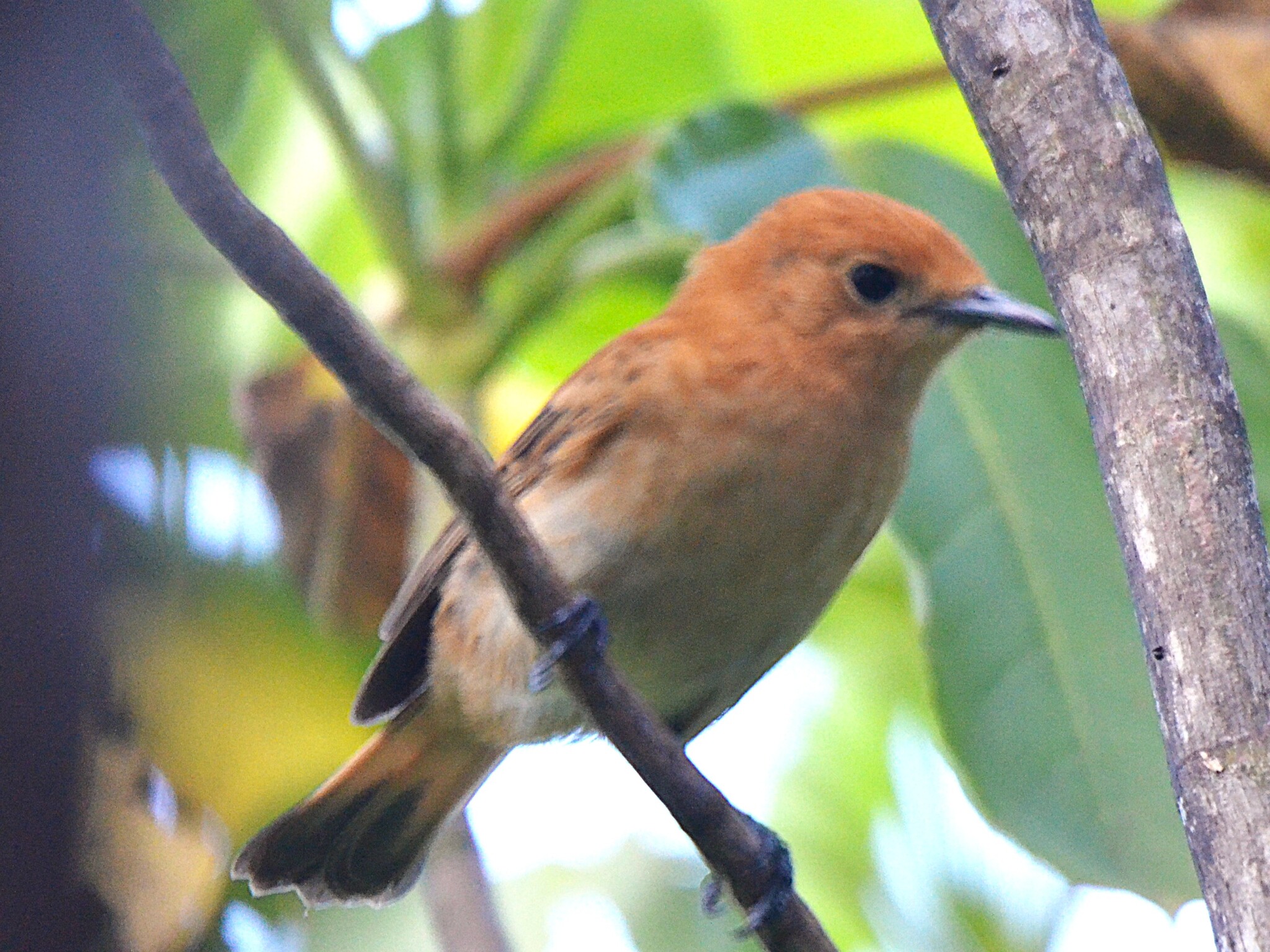 Rarotonga Monarch (Pomarea dimidiata), photo 2
