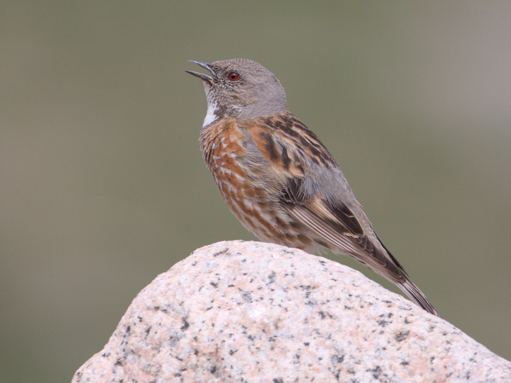 Altai Accentor
