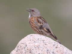Altai Accentor photo 1
