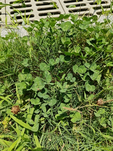 white clover