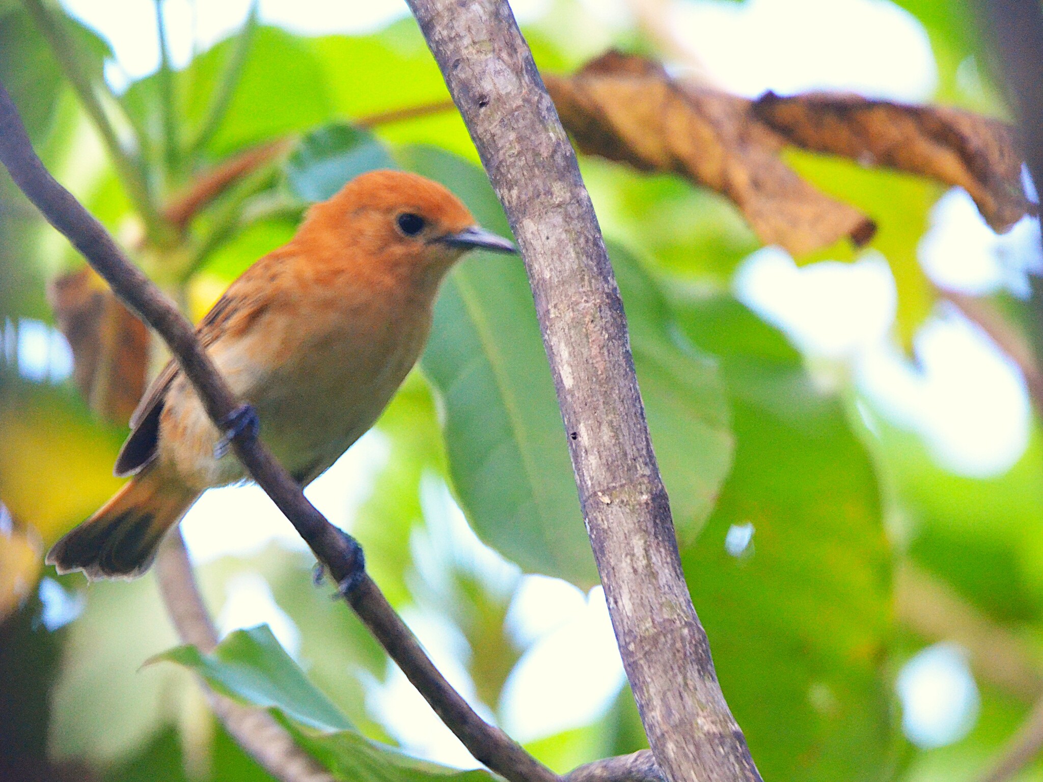 Rarotonga Monarch (Pomarea dimidiata), photo 1