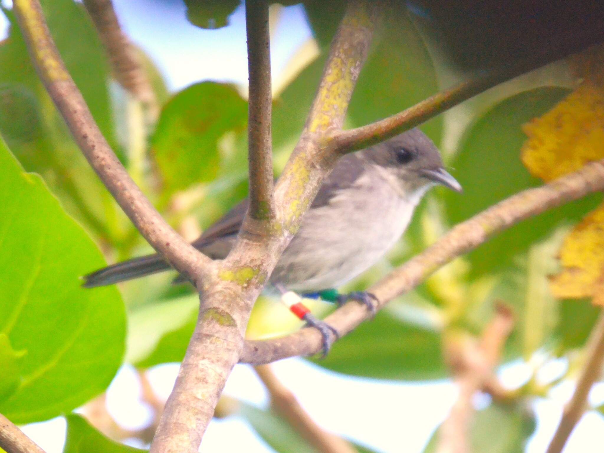 Rarotonga Monarch (Pomarea dimidiata), photo 3