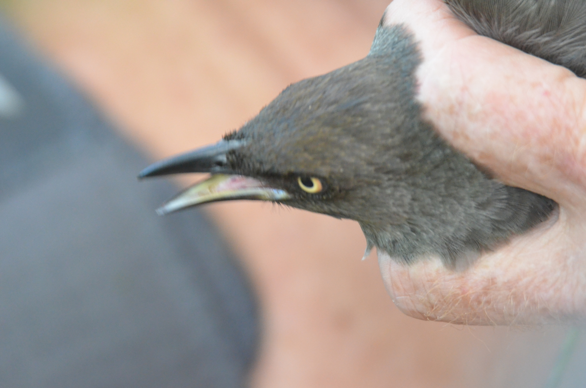 Rarotonga Starling (Aplonis cinerascens), photo 8