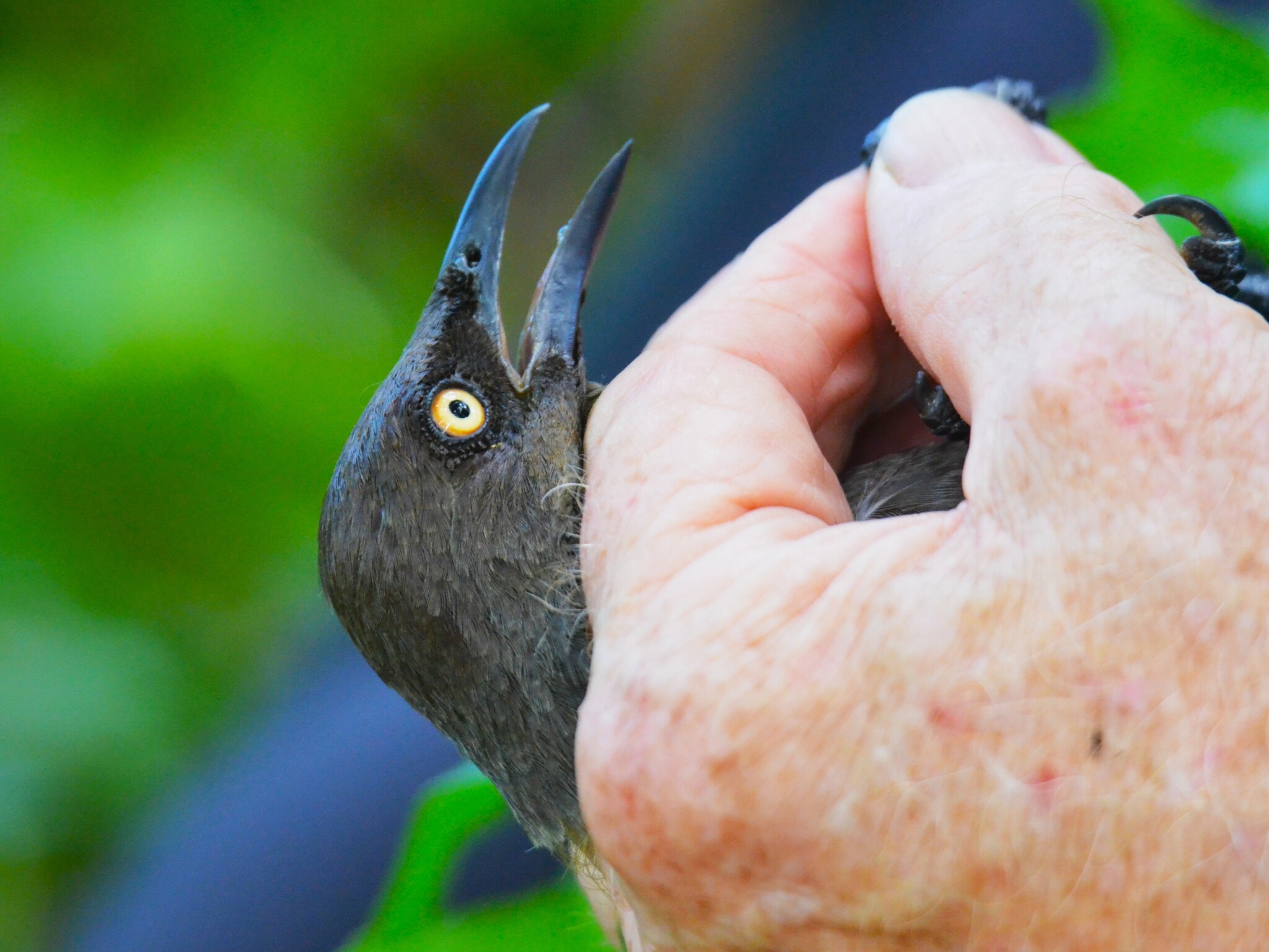 Rarotonga Starling (Aplonis cinerascens), photo 1