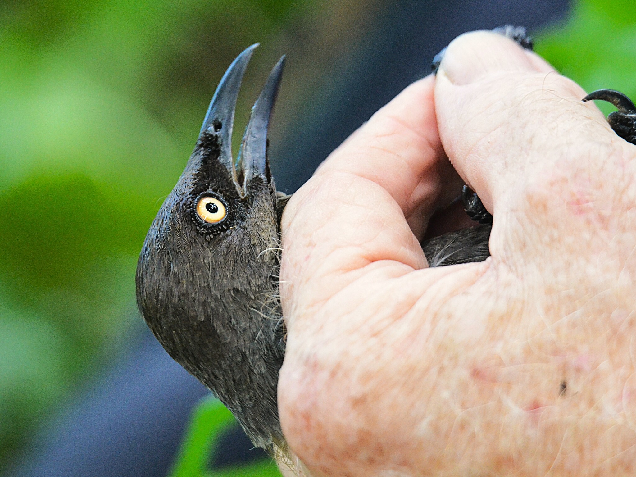 Rarotonga Starling (Aplonis cinerascens), photo 2