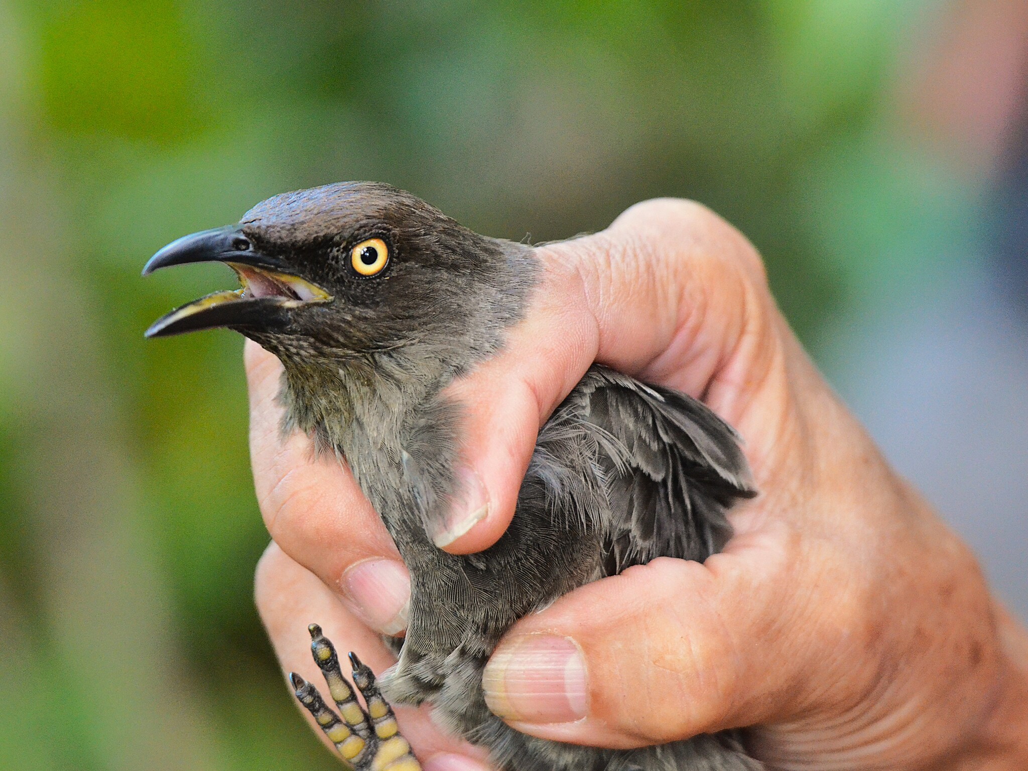 Rarotonga Starling (Aplonis cinerascens), photo 6