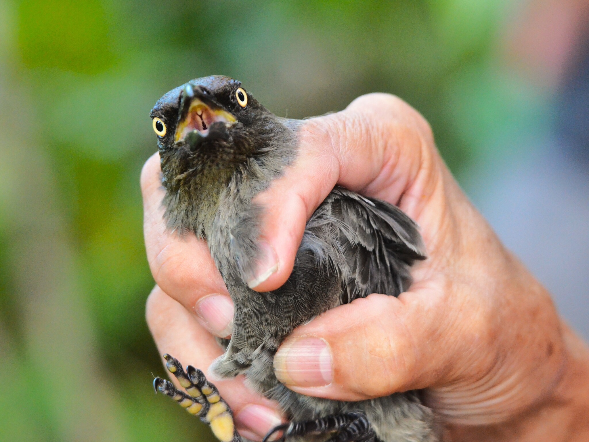 Rarotonga Starling (Aplonis cinerascens), photo 7